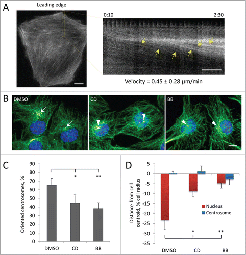 Figure 3. Centrosome orientation and nuclear movement in wounded monolayers of serum-starved C2C12 myoblasts depends on actin and myosin II. A, Initial panel (left) and kymograph (right) from the indicated region showing the rearward movement of actin cables (yellow arrows) in the lamella from a fluorescence movie of a LPA-stimulated, wound-edge C2C12 myoblast expressing LifeAct-mCherry. Time is in hr:min after LPA treatment. The velocity of actin cable movement from 12 cells is indicated. B, Immunofluorescence images of microtubules (green), pericentrin (red) and nuclei (blue) in LPA-stimulated C2C12 myoblasts at the edge of a wounded monolayer after treatment with vehicle (DMSO), 0.5 μM cytochalasin D (CD) or 25 μM blebbistatin (BB). Arrows indicate oriented centrosomes; arrowheads indicated unoriented centrosomes. C, Quantification of centrosome orientation in LPA-stimulated C2C12 myoblasts treated with actin and myosin II inhibitors as in B. D, Positions of the nucleus and the centrosome in LPA-stimulated C2C12 myoblasts treated with actin and myosin II inhibitors as in B. Bars in A and B, 10 μm. Error bars in C and D are SD from 3 experiments (n > 30 cells per experiment). *, P < 0 .05; **, P < 0 .01 by t-test.