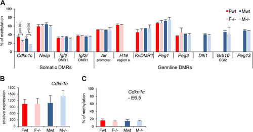 Fig 7 Germ line and somatic DMR methylation is generally unaffected in Smchd1−/− embryos. (A) Methylation levels analysis using Sequenom for a number of germ line and somatic differentially methylated regions (DMRs) in female (F) and male (M) wt and −/− E10.5 embryos. Significant P values are indicated for the Cdkn1c DMR (P ≤ 0.05, unpaired Student t test). (B) Expression levels of the Cdkn1c gene in female and male wt and −/− E10.5 embryos. (C) Analysis of the methylation levels of the Cdkn1c somatic DMR at E6.5. Graphs represent an average from 3 independent embryos at E10.5 and E6.5 ± standard deviation. For expression analysis, levels are normalized to housekeeping gene expression.