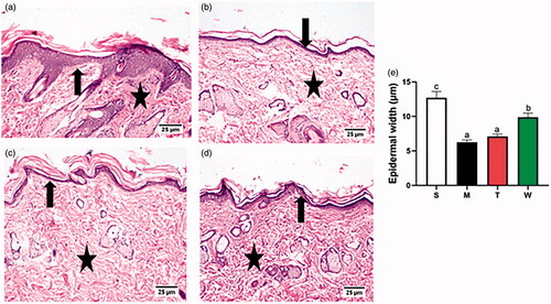 Figure 5. Photomicrographs of H&E stained paraffin sections of skin tissues of (a) untreated control group showing normal histology of epidermis and dermis (arrow) and tightly arranged collagen fibers (star). (b) UVB treated group showing thin epidermis thickness admixed with atrophy of skin adnexa (arrow) and loosely arranged dermal collagen fibers (star). (c) UVB and LAA solution treated group showing thin epidermal layer (arrow) and intact dense dermal collagen bundles (star). (d) UVB and LAA-loaded spanlastics treated group showing normal epidermal morphology admixed with regular arrangement of epidermal cell layers and well-integral structures of the dermis (arrow) and densely arranged collagen fibers (star). (e) Epidermal width measurements in different groups, values are presented as means ± Stdev, a, b and c indicate significant difference at p ˂ .05. S: Untreated control M: UVB treated group T: UVB and LAA solution treated group W: UVB and LAA-loaded spanlastics treated group.