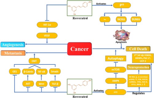 Figure 1. Common mechanism of resveratrol in management of cancer.