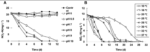 Figure 2. Optimum pH range and temperature adaptation of ZS-1. Effect of the initial pH value on nitrite oxidation by ZS-1 (A). Effect of temperature on nitrite oxidation by ZS-1 (B).