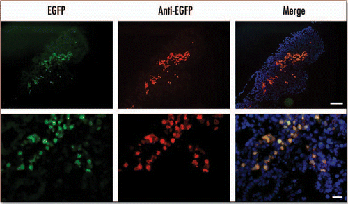 Figure 3 EGFP fluorescence colocalizes with anti-EGFP staining in the E15.5 pancreas. In the panels marked EGFP the fluorescence was detected using EGFP filters. In panels marked anti-EGFP immunohistochemistry was performed on cryosections using an anti-EGFP antibody and a Texas Red conjugated secondary antibody with DAPI staining to identify nuclei. The merged image was obtained by merging images using Photoshop 6.0 software (Scale bar for: upper panels = 100 µm, lower panels = 20 µm).