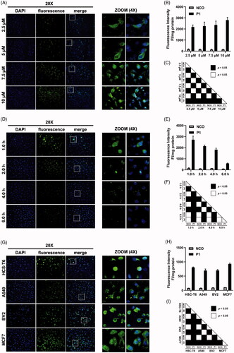 Figure 3. Penetration property validation. (A) Fluorescence microscopy images of peptide P1 penetration at indicated peptide concentration. White box indicated 4 times zoom region shown in the right panel. (B) Quantification of fluorescent intensity of peptide P1 penetration at indicated peptide concentration. The fluorescence of the cellular uptake was normalized by cellular protein. Values represent mean ± SEM. (C) The corresponding p-value plot between data pairs presenting in (B). The one-way analysis of variance (ANOVA) was used to compare the differences between the control and experimental values. (D) Fluorescence microscopy images of peptide P1 (5 μM) penetration with different incubation times. White box indicated 4 times zoom region shown in the right panel. (E) Quantification of fluorescent intensity of peptide P1 (5 μM) penetration with different incubation times. The fluorescence of the cellular uptake was normalized by cellular protein. Values represent mean ± SEM. (F) The corresponding p-value plot between data pairs presenting in Figure 3(E). ANOVA was used to compare the differences between the control and experimental values. (G) Fluorescence microscopy images of peptide P1 (5 μM) penetration in different cell lines. White box indicated 4 times zoom region shown in the right panel. (H) Quantification of fluorescent intensity of peptide P1 (5 μM) penetration in different cell lines. The fluorescence of the cellular uptake was normalized by cellular protein. Values represent mean ± SEM. (I) The corresponding p-value plot between data pairs presenting in Figure 3(H). ANOVA was used to compare the differences between the control and experimental values.