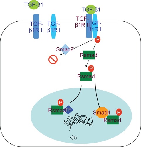 Figure 4 TGF-β/Smad signal pathway.