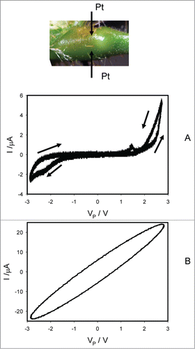Figure 4. Electrical current I vs. voltage VP applied across a pulvinus. Frequency of sinusoidal voltage scanning was 0.001 Hz (A) and 1000 Hz (B). R = 47 kOhm. Position of Pt electrodes in the pulvinus of Mimosa pudica is shown.