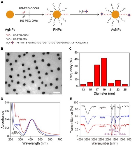 Figure 1 Characterization of AgNPs, PNPs and AsNPs.Notes: (A) Schematic diagram depicting the synthesis of AsNPs. (B) The typical TEM image and (C) corresponding size distribution histogram of AgNPs. The size distribution histogram was obtained by size analysis of over 200 particles. The mean diameter was 18 ± 2 nm. Scale bar: 50 nm. (D) UV-vis spectra and (E) FTIR spectra of AgNPs, PNPs and AsNPs.Abbreviations: AgNPs, silver nanoparticles; PNPs, PEGylated silver nanoparticles; AsNPs, PEG- and As1411-functionalized silver nanoparticles; TEM, transmission electron microscopy; nm, nanometer; UV-vis, ultraviolet-visible; FTIR, Fourier transform infrared spectroscopy.