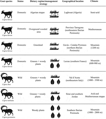 Figure 1. Goat species, status, dietary regime and management strategy, geographical location and climate for each modern goat group. For CH1 and CH2, the circles in the dietary regime/management column indicate the intake of dust/grit.