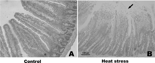 Figure 3. Photomicrographs of hematoxylin and eosin-stained sections of rat jejunum on day 3 (200× magnification). (A) control; (B) heat treatment (on day 3). Severe damage to rat intestinal villi is apparent, with desquamation at the tips of the intestinal villi and the lamina propria is exposed. Abnormal microstructures are indicated with arrowheads. Scale bar represents 100 µm.