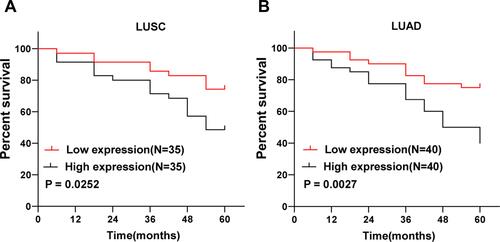 Figure 3 LncRNA HEIH high expression predicts poor prognosis of NSCLC. In (A) LUSC and (B) LUAD patients, the cumulative survival rates of lncRNA HEIH high expression group and low expression group were analyzed by Kaplan–Meier curve, and the difference in cumulative survival rates between groups was determined by Log rank test.