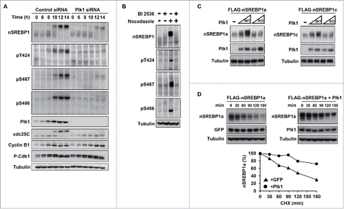 Figure 3. Plk1 phosphorylates SREBP1 in vivo. (A) HCT116 cells were synchronized at the G1/S transition by a double-thymidine protocol. After the first thymidine block, cells were transfected with control or Plk1 siRNA. Cells were collected at the indicated time points after release from the second thymidine block in media containing nocodazole. Cell lysates were analyzed by Western blotting with antibodies against the indicated proteins. The levels and phosphorylation (pT424, pS467 and pS486) of nSREBP1 were determined by Western blotting following immunoprecipitation of SREBP1. (B) HeLa cells were left untreated or treated with nocodazol to induce G2/M arrest. Where indicated, BI-2536 (250 nM) was added for the last 2 hours. The levels and phosphorylation (pT424, pS467 and pS486) of nSREBP1 were determined by Western blotting following immunoprecipitation of SREBP1. (C) HEK293 cells were transfected with nSREBP1a (left panel) or nSREBP1c (right panel) in the absence or presence of increasing amounts of WT or kinase-deficient (KD) Plk1. The levels of nSREBP1a, nSREBP1c, Plk1 and α-tubulin (loading control) were determined by Western blotting. (D) HEK293 cells were transfected with nSREBP1a in the presence of GFP (left panel) or GFP-Plk1 (right panel). Forty-eight hour after transfection, cells were treated with cycloheximide (CHX, 100 μgr/ml) for the indicated times. The levels of nSREBP1a, Plk1 and α-tubulin (loading control) were determined by Western blot analysis. The relative amount of nSREBP1a at each time point is plotted as percentage of the amount at the start of the assay (lower panel).