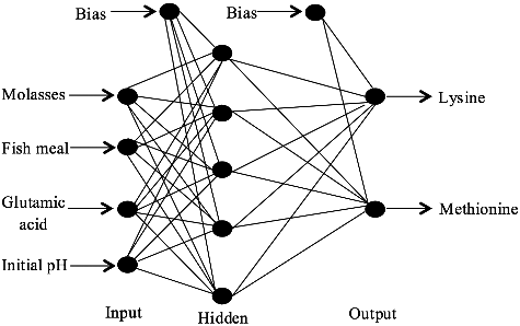 Figure 2. Finalized topology of neural network architecture (4-5-2) trained by incremental back propagation (IBP) for the estimation of lysine–methionine biosynthesis.