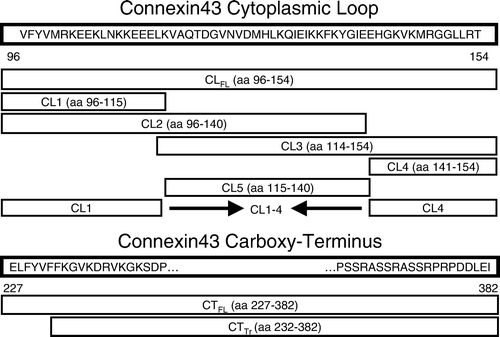 Figure 1.  Relative positions and lengths of the various truncation mutants of connexin43 used in this study. Numbers refer to amino acid position in the connexin43 protein sequence. CLFL, full-length sequence of the connexin43 cytoplasmic loop; CTFL, full-length sequence of the connexin43 carboxy-terminus; CTTr, truncated connexin43 carboxy-terminus sequence.