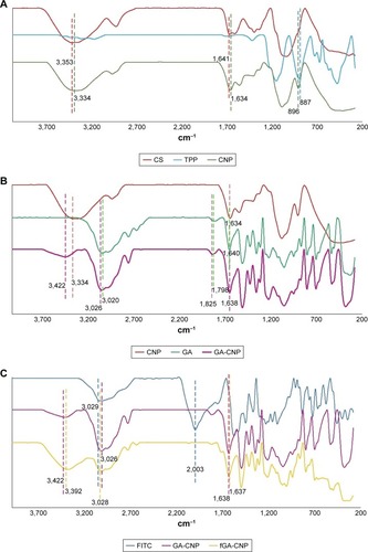 Figure 9 Infrared spectra of (A) CS, TPP, and CNP, (B) CNP, GA, and GA-CNP, (C) FITC, GA-CNP, and fGA-CNP.Abbreviations: CNP, chitosan nanoparticle; CS, chitosan solution; fGA, fluorescently labeled glutamic acid; TPP, tripolyphosphate; FITC, fluorescein 5(6) isothiocyanate.