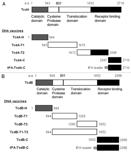 Figure 1. Schematic designs of DNA vaccines expressing various regions of C. difficile toxins A and B. (A) C. difficile toxin A (TcdA) DNA vaccines; (B) C. difficile toxin B (TcdB) DNA vaccines. The amino acid positions for corresponding protein segments are indicated.