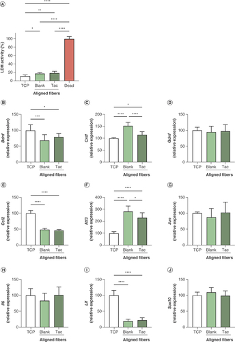 Figure 4. Survival and differential gene expression of Schwann cells cultured on aligned tacrolimus-loaded and blank poly-ε-caprolactone fibers at 48 h. LDH activity in culture media of cells grown on tissue culture plastic (TCP) and electrospun fibers, normalized to dead control group, mean ± SD (A). Relative expression of (B)Bdnf, (C)Cntf, (D)Gdnf, (E)Ccl2, (F)Atf3, (G)Jun, (H)Il6, (I)Lif and (J)Sox10, normalized to TCP group, mean of n = 3 in triplicate ± SD. One-way ANOVA with Tukey’s post hoc test.*p < 0.05; **p < 0.01; ***p < 0.001; ****p < 0.0001; otherwise nonsignificant.