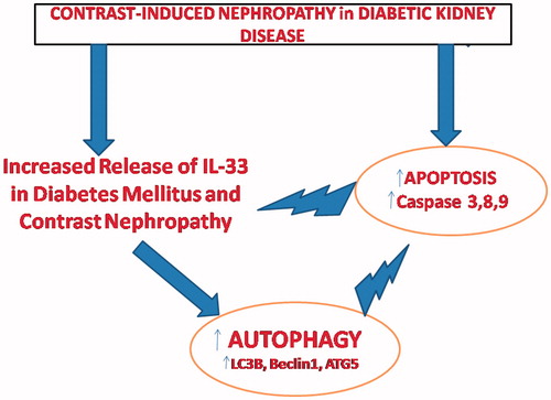 Figure 8. Schematic presentation of the relationship between IL-33, apoptosis, and autophagy in diabetic patients with contrast-induced nephropathy.