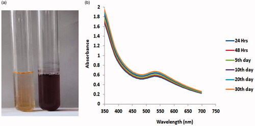 Figure 1. (A) The synthesis of AuNPs from aqueous leaf extract of Alternanthera sessilis was confirmed by changes in solution colour. (B). UV-visible absorption spectrum of synthesized AuNPs.