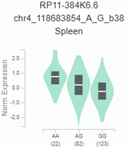 Figure 1 Functional implication between the METTL14 gene rs298982 polymorphism and the expression of its neighboring gene RP11-384K6.6 in spleen based on the public database GTEx portal (P=8.70×10−8).