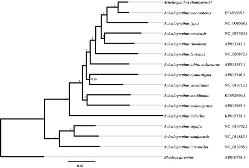 Figure 1. Bayesian phylogenetic tree based on the complete mitochondrial genome sequence of Acheilognathus chankaensis. The numbers along the branches were posterior probability. The asterisks after species names indicate newly determined mitochondrial genomes, and the codes followed the Latin names were NCBI access IDs for each mitogenomes.