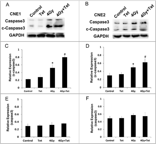 Figure 3. Caspase3 activity in CNE1 and CNE2 cells was upregulated by tetrandrine during irradiation exposure. (A) The western blot image for cleaved-caspase3 and caspase3 protein expression in CNE1 cells. (B) The western blot image for cleaved-caspase3 and caspase3 protein expression in CNE2 cells. (C) and (E) Quantification of the western blot band intensity for cleaved-caspase3 and caspase3 in CNE1 cells. (D) and (F) Quantification of the western blot band intensity for cleaved-caspase3 and caspase3 in CNE2 cells. Each data point represents the mean and SE from 3 experiments (*p<0.05 vs control, #p<0.05 vs 4Gy).