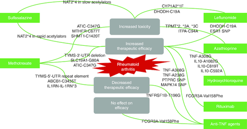 Figure 8. Diagram showing the effect of different genetic variants on rheumatoid arthritis therapeutic outcomes.(A) The therapeutic outcome is affected by the existence of different genetic variants. (B) Therapeutic efficacy may increase or decrease, toxicity may occur, or no change in efficacy may be seen.