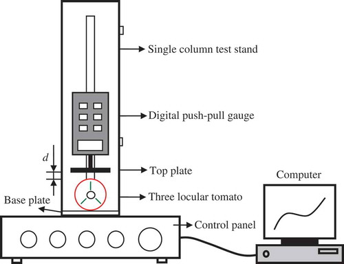 FIGURE 1 Single column test stand (model AEL, Ali Instrument Co., Ltd., ZJ, China) equipped with a 100 mm diameter top plate to compress a fruit against a large base plate. The initial distance between the top plate and the top point of a fruit d was 10 mm. The figure indicates how three locular tomato fruits would be loaded by the top plate at position 1.