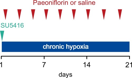 Figure 1 Male SD rats received a single subcutaneous injection of SU5416 (20 mg/kg) or vehicle and were placed in hypoxia for 3 weeks (10% O2). These rats received daily doses of 300 mg/kg of paeoniflorin (PF) or saline by gavage once daily for 3 weeks from the first day. Rats were sacrificed at 21 days after the SU5416 administration to evaluate the preventive efficacy of PF in PAH.