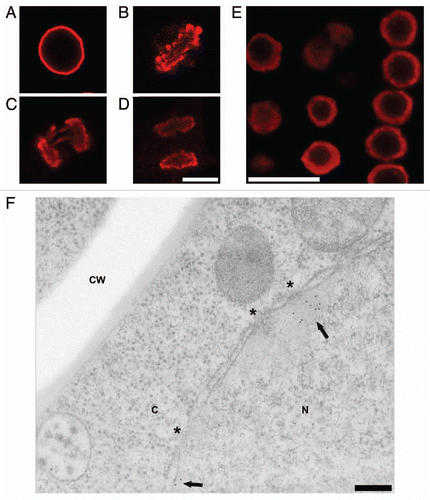 Figure 9 Immunostaining of the epichromatin epitope in tobacco and Arabidopsis thaliana cells. (A–D), confocal sections of mitotic stages seen in tobacco BY-2 cells immunostained with mAb PL2-6 (red): (A) interphase; (B) metaphase plate; (C) anaphase; (D) telophase. (E) confocal section of a whole mount of a Arabidopsis root tip stained with PL2-6 (red). (F) electron micrograph of a post-embedded immunogold stained thin section of a high pressure freezing/freeze substituted Arabidopsis root tip. The arrows point to the 5 nm gold near the NE. The astericks indicate the position of nuclear pores. CW, cell wall; C, cytoplasm; N, nucleus. Magnifications: (A–D), bar in (D) equals 10 µm; (E) bar equals 10 µm; (F) bar equals 200 nm.