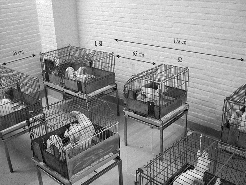 Figure 1. Experimental design: each group contained 25 specific pathogen free White Layers, of which 20 were housed in pairs and five were housed singly. The cages with pairs were placed at a distance of 65 cm and 178 cm from each other. The individually housed chickens were placed between the pairs at a distance of 65 cm from each other and from the pairs. The pairs consisted of one inoculated chicken (I) and a susceptible in-contact bird (S1). Individually housed chickens were susceptible airborne-exposed birds (S2).