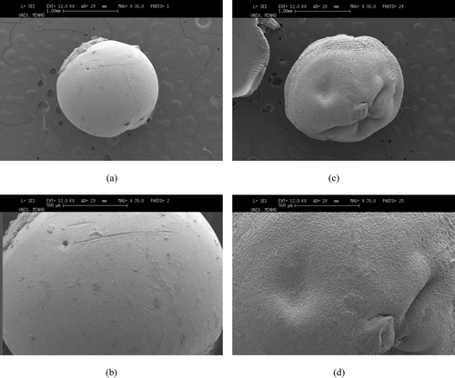 FIG. 2 SEM pictures of (a) and (b) CS beads without drug and (c) and (d) TCS beads without drug in different magnifications.