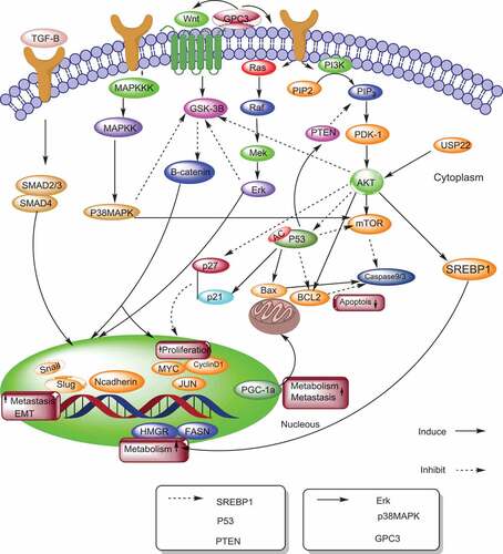 Figure 1. The mechanisms of sirtuins in hepatocellular carcinoma. This model illustrates sirtuins and their upstream and downstream pathways involved in hepatocellular carcinoma. SREBP (Sterol regulatory element binding protein), FASN (Fatty acid synthase), HMGCR (3-hydroxy-3-methylglutaryl CoA reductase), EMT (Epithelial-to mesenchymal transition), PGC-1α (peroxisome proliferator-activated receptor gamma coactivator 1-alpha), CDK (cyclin-dependent kinase) PI3K (phosphatidylinositol 3 kinase), TGF-β (Transforming growth factor-beta),GPC3, (Glypican-3), ERK (Extracellular signal-regulated kinases), USP22 (upregulated ubiquitin-speciﬁc peptidase 22), PDK-1(phosphoinositide-dependent protein kinase-1)