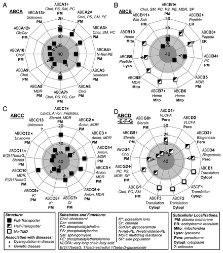 Figure 2. Expression of the 49 human ABC genes in hESCs. ABC genes are classified into subgroups as follows: (A) ABCA; (B) ABCB; (C) ABCC; (D) ABC-D, -E, -F and -G. Radial plots are sub-divided in areas as follows: high (NCt < 29, white), low but significant (29 ≤ NCt < 35, light-gray) and undetectable (NCt ≥ 35, gray) gene expression. Arrows and their directions indicate significant gene expression variations during development of hESCs to hES-MSCs and/or hMSCs. Information relating to structure, disease associations, subcellular localizations (bold) and substrates and specific functions (italics) derived from referencesCitation3-Citation5,Citation12,Citation33,Citation34 are detailed in the figure.