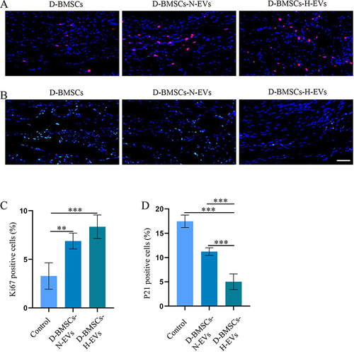 Figure 10 Diabetic BMSCs stimulated by H-EVs demonstrated enhanced anti-senescence function in vivo. (A) Representative immunofluorescent staining of Ki67, and (B) P21 in the defect area. (C) Quantitative analyses of the proportions of Ki67-positive and (D) P21-positive cells in the defect area (n = 6).