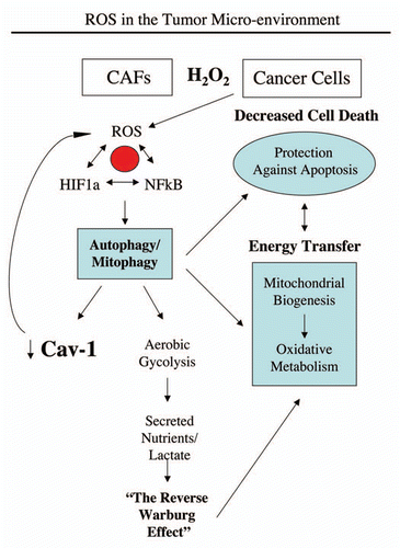 Figure 13 Hydrogen peroxide and ROS production in the tumor micro-environment fuels the anabolic growth of cancer cells. Recently, we proposed a new mechanism for understanding the Warburg effect in tumor metabolism. In this new paradigm, cancer cells induce oxidative stress in neighboring cancer-associated fibroblasts. Then, oxidative stress, in cancer-associated fibroblasts, triggers the activation of two main transcription factors, NFκB and HIF-1α, leading to the onset of inflammation, autophagy, mitophagy and aerobic glycolysis in the tumor micro-environment. this type of stromal metabolism then produces high-energy nutrients (lactate, ketones and glutamine), as well as recycled chemical building blocks (nucleotides, amino acids, fatty acids), to literally “feed” cancer cells. these nutrients (such as lactate) stimulate mitochondrial biogenesis in adjacent cancer cells. In addition, the oxidative stress and ROS, produced in cancer-associated fibroblasts, has a “bystander effect” on adjacent cancer cells, leading to DNA damage, genomic instability and aneuploidy, driving tumor-stroma co-evolution. We have previously termed this new paradigm the “reverse Warburg effect,” as we see that aerobic glycolysis takes place in cancer-associated fibroblasts, rather than in tumor cells, as previously suspected. Here, we showed that tumor cells produce and secrete hydrogen peroxide, thereby “fertilizing” the tumor microenvironment and driving the “reverse Warburg effect.” As a consequence, oxidative stress initiated in tumor cells is transferred to cancer-associated fibroblasts, via hydrogen peroxide. Modified and reproduced with permission from reference Citation6.