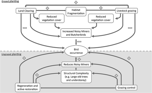 Figure 2. Conceptual model of the drivers of change in the presence and/or assemblage composition of temperate woodland birds in south-eastern Australia and approaches to mitigate (and potentially reverse) those declines. The top part of the diagram illustrates how the interacting processes of land clearing and grazing can lead to habitat loss and habitat fragmentation and can have direct effects on bird site occupancy or their impacts can be mediated through influences on populations of competitors and predators such as the Noisy Miner and the Grey and Pied Butcherbird (Westgate et al. Citation2021b). The bottom part of the conceptual diagram illustrates the direct and indirect effects of revegetation and grazing control on bird occurrence. Note that attempts to reduce fragmentation by directly connecting patches of native vegetation have not been illustrated as the effects on birds of boosting connectivity relative to simply increasing the amount of vegetation cover remain unclear (Lindenmayer et al. Citation2020a).