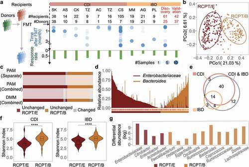 Figure 1. Enterotype analysis in CDI and IBD patients reveals consistency between the two diseases. (a) Outline of cohort collection for FMT to treat CDI and IBD. Only studies that provide detailed metadata about FMT outcomes are depicted. Each column represents one analyzed cohort, denoted by the study’s first author’s abbreviated name. “Discov.” and “Val.” indicate our recruited cohorts for discovery and validation, respectively. “#” and dot size represent the number of sample size in each cohort, blue dots represent samples from recipients after FMT. (b) Bray-Curtis beta-diversity ordination of samples from CDI and IBD patients (n = 322 stool samples). RCPT/E (dark red) and RCPT/B (Orange) are the two enterotypes clustered by enterotype tutorial. (c) Distribution of unchanged and variable individuals among three approaches of enterotype clustering (partitioning around medoids (PAM) separate, PAM combined and Dirichlet multinomial mixtures (DMM) combined). “Unchanged” means that the individual gets the same enterotype with two approaches, and “variable” vice versa. (d) Relative abundance distribution of two enterotype dominant bacteria (RCPT/E and RCPT/B). Enterobacteriaceae represents the dominant genus in RCPT/E. (e) The number of enterotype-associated genera in different approaches (Wilcoxon test, q < 0.0001). “CDI” means including only individuals with CDI to obtain enterotype-associated genera, “IBD” means including only IBD, and “CDI & IBD” means both diseases. (f) Alpha diversity between two enterotypes in CDI and IBD. The boxplot center represents median, and the box shows the interquartile range (IQR). Whiskers extend to the most extreme data point < 1.5 x IQR. Asterisks indicate significance (****p < .0001, ***p < .001). (g) Differential abundance of 14 enterotype-characteristic taxa in two enterotypes (Wilcoxon test, q < 0.0001). Differential abundance was calculated by subtracting the mean relative abundance between two enterotypes for each enterotype-characteristic taxon. Family name represents the genus for f__Family name; g__. The enterotype-characteristic taxa are sorted according q value. All q value represents the p value adjusted by the Benjamini-Hochberg false discovery rate.