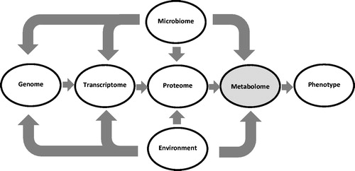 Figure 1. Diagram illustrating the positioning of the metabolome downstream of the genome and positioned closely to the phenome. The myriad of low molecular weight metabolites that comprise the blood metabolome is derived from endogenous processes and exogenously from the diet and activity of the gut microbiome. The environment and microbiome can also impact the genome through mutations or epigenetic effects.