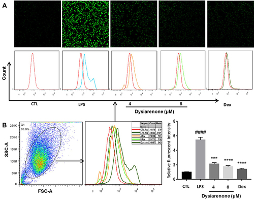 Figure 2 Dysiarenone reduces LPS-induced intracellular ROS accumulation in RAW 264.7 cells. After 24 h treatment with dysiarenone, the cells were incubated with DCFH-DA followed by LPS stimulation for 30 min. ROS were detected using Laser Scanning Confocal Microscopy (A) and flow cytometry (B). The data represent the means ± SD from three independent experiments (####p < 0.0001 vs control, ***p < 0.001 and ****p < 0.0001 vs LPS-treated group, one-way ANOVA followed by Tukey post hoc multiple comparison tests).