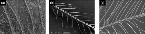 Figure 11. The microscopic morphology of down fiber after treatment in sunlight drying environment.