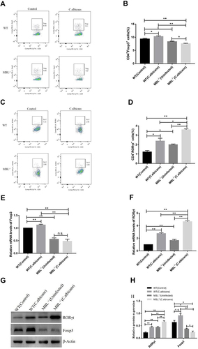 Figure 1 MBL regulates Th17 and Treg cell differentiation as well as RORγt and Foxp3 expression. After 3 days of infection, blood was collected from WT and MBL double-KO mice to analyze the proportion of Treg and Th17 cells and the expression levels of the lineage-specific nuclear transcription factors Foxp3 and RORγt. (A) Representative flow cytometry and (B) composite percentages of CD4+ Foxp3+Treg cells in each group. (C) Representative flow cytometry and (D) composite percentages of CD4+RORγt+Th17 cells in each group. (E) The mRNA levels of Foxp3. (F) The mRNA levels of RORγt. (G) The protein levels of RORγt and Foxp3. (H) Histogram showing the relative expression levels of RORγt and Foxp3 as measured in three independent experiments. One-way analysis of variance (ANOVA) was used for statistical difference analysis (*P < 0.05, **P < 0.01).