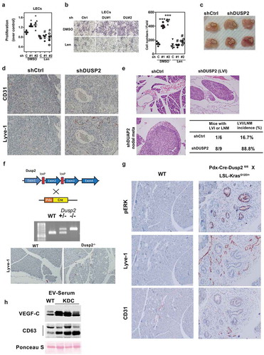 Figure 3. DUSP2 knockdown promotes lymphangiogenesis and lymphovascular invasion in the orthotopic pancreatic cancer mouse model. (a) Conditioned media from DUSP2-KD PANC-1 cells enhanced the proliferation of LECs. Conditioned media from control and DUSP2-KD PANC-1 cells were used to treat LECs with or without the addition of VEGFR2/R3 inhibitor, Lenvatinib (10 nM). Data represent mean and SEM of three independent experiments using conditioned media collected from different batches of cells. (b) Representative pictures (left) and quantitative result (right, n = 3) show conditioned media from DUSP2-KD PANC-1 cells promoted migration of LECs. *P < 0.05; ***P < 0.001. (c) Representative picture of tumours developed in the pancreas of mice when injected with PANC-1 control and DUSP2-KD cells. (d) Representative images show the increase of lymphatic vessels in DUSP2-KD orthotopic injected tumours compared with that in control tumours. Lymphatic marker Lyve-1 was used to identify lymphatic vessels. CD31 was used to identify blood vessels. Original magnification, ×200. (e) Example of lymphovascular invasion and lymph node metastasis by H&E stain. No tumour cells were present in the lymphatic/blood vessels in mice injected with control PANC-1 cells while tumour emboli were seen in mice injected with DUSP2-KD PANC-1 cells. Asterisk represents tumour cells. Fisher’s exact test (two sided) indicates a significant increase in the number of mice with lymphovascular invasion (LVI) and nodal metastasis (LNM) if they are bearing DUSP2-KD tumours (P = 0.01). Tumours were sliced as serial sections and H&E-stained histologic sections were scored in a blinded manner by a pathologist (bottom right). (f) Schematic drawings illustrate the strategy of generating conditional knockout of Dusp2 in the pancreas of mice (top). Representative image of genotyping result by PCR (middle). Representative immunohistochemical staining images show expression of Lyve-1 in the pancreas of 4 months old wild type (WT) and Dusp2 knockout (Dusp2−/-) mice (bottom). Original magnification, ×200. (g) Representative immunohistochemical staining images show expression of phosphorylated ERK, Lyve-1 and CD31 in serial sections in the pancreas of 7 months old wild type (WT) and LSL-KrasG12D; LSL-Dusp2; Pdx1-cre (KDC) mice. Original magnification, ×200. (h) The expression of VEGF-C is increased in EV isolated from serum in KDC mice. Western blotting was performed for the detection of VEGF-C and CD63. Ponceau S staining was used as control for equal amount of protein loading.