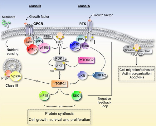 Figure 1. Overview of PI3K/AKT/mTOR signaling pathway. Class I PI3Ks are activated by growth factors through GPCR or RTK receptors. The PI3K activation results in the conversion of in PtdIns(Citation4,Citation5)P2 to PtdIns(Citation3,Citation4,Citation5)P3, a process that is reversed by phosphatase PTEN. PtdIns(Citation3,Citation4,Citation5)P3 constitutes a docking site for PH-containing proteins (PDK1 and AKT) recruitment and activation. Subsequently, AKT removes the inhibition on the mTOR/Raptor complex (also known as mTORC1), thus leading to mTORC1 activation. Other intracellular pathways also converge on the mTORC1 complex. One of these is constituted by the Ras-dependent LKB1 pathway, altered in Peutz–Jeghers syndrome. Upon LKB1 activation by Ras, this kinase is able to phosphorylate AMPK (AMP-activated protein kinase), that in turn activates mTORC1 inhibitor TSC2. Another mTORC1-converging pathway is mediated by nutrient-regulated Vps34, which acts positively on mTOR/S6K1, thus integrating glucose and amino-acid inputs on the mTOR pathway. PtdIns(Citation3,Citation4,Citation5)P3 constitutes a docking site also for other kinases such as TEC kinases and small GTPases (P-Rex1/Rac) involved in cell adhesion/migration, actin reorganization, and apoptosis.
