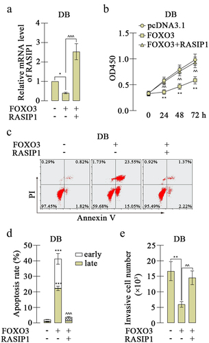 Figure 6. The effects of FOXO3 on proliferation and apoptosis of DLBCL cells were reversed by RASIP1.