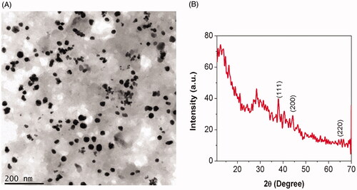 Figure 2. Characterization of biosynthesized Siberian ginseng gold nanoparticle. High Resolution Transmission electron microscopy (TEM) (A) and X ray diffraction analysis (XRD) of SG-GNPs (B).