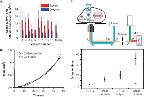 Figure 4. Transport properties of GNPs. (A,B) Transport properties of untargeted GNPs and GNRs, respectively (C) Top: Experimental setup used for tracking of transport in organelles; Bottom: comparison of diffusion properties of targeted GNRs in endosomes and lysosomes. Reproduced with permission from Huff et al. Citation2007, Chen et al. Citation2009, and Chithrani et al. Citation2009b.