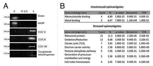 Figure 4. Gene Ontology classification of unstressed and stressed epimastigotes transcripts associated with TcZC3H39 and RT-PCR validation of RNA-seq data. (A) Immunoprecipitation assays with exponentially growing normal epimastigotes (E), epimastigotes subjected to nutritional stress (S) and with the pre-immune serum and extracts of unstressed or stressed epimastigotes (PI E/S). Dynein, MASP, COX VI, COX VIII, COX IX and oxoglutarate dehydrogenase probes were used for RT-PCR validation. Size indicated in base pairs. (B) Gene Ontology classification of unstressed and stressed epimastigotes transcripts associated with TcZC3H39.