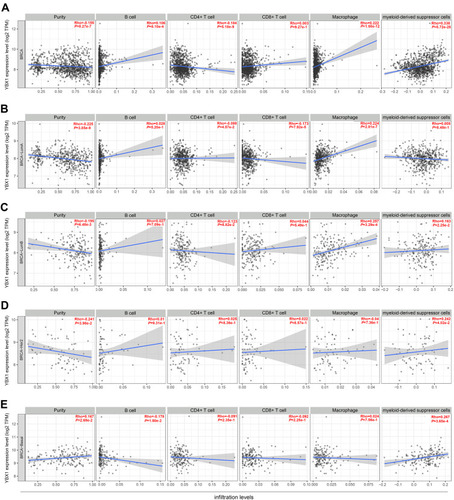 Figure 5 Correlation of YBX1 expression with immune cell infiltration level in (A) the entire BRCA cohort; (B) the luminal A subtype; (C) the luminal B subtype; (D) the HER2-enriched subtype; and (E) the triple-negative subtype by TIMER database.