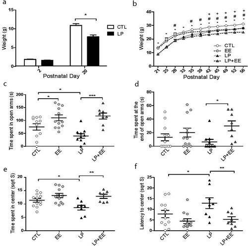 Figure 1. Results of perinatal malnutrition and enriched environment in anxiety-like behaviour in females. (a) Body weights of Control (CTL, white) and perinatal malnutrition (LP, black) female mice during lactation at postnatal day 2 and 20 (x-axis; NCTL = 12, NLP = 17). (b) Weights of CTL (white dots), enriched environment (EE, light grey dots), LP (black triangles), and perinatal low protein diet and enriched environment (LP+EE, dark grey triangles) female groups measured at several timepoints (x-axis). Significant P-value < 0.05 is depicted as * (LP vs. CTL and LP+EE vs. EE), # (EE vs. CTL), and + (LP+EE vs. LP). (c) Time spent in open arms (seconds; y-axis) in the elevated plus maze (EPM) test. (d) Time spent at the far end of open arms in the EPM test. (e) Square root of time spent in the centre in the open field (OF) test. (f) Square root of latency to enter the centre of the OF. Orthogonal contrast performed to compare treatments (NCTL = 11–12, NEE = 12, NLP = 8–10, NLP+EE = 7–8). All values are expressed as averages ± SEM and significance is indicated as *P-value < 0.05, **P-value < 0.01, and ***P-value < 0.001, unless otherwise noted above