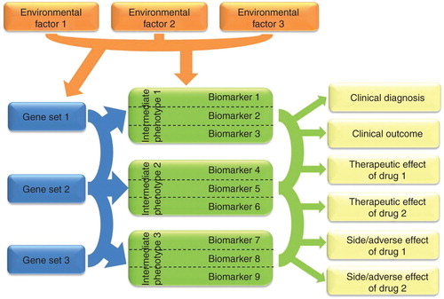 Figure 1. The complex interaction of genes, environmental factors and intermediate phenotypes in biomarker research to predict different endophenotypes and outcome variables. A given gene set represents a genetic pathway that influences a specific biological process. Arcs between gene sets represent possible interactions (gene × gene, epistasis). Arrows originated from gene sets depict genetic effects on intermediate phenotypes. Intermediate phenotypes, which denote genetically determined neurobiological processes with causal role in the disease pathway, could be identified as biomarkers themselves but usually difficult to measure directly. However, they could be characterised by using different selected more easily measurable biomarkers (boxes in the middle). We suggest that those specific biomarkers are important and useful for personalised treatment in neuropsychiatric diseases that are informative for intermediate phenotypes influenced by environmental factors and could be used in the clinical diagnosis, outcome, therapeutic and/or side effect of drugs. Arcs between biomarkers represent possible combination of different biomarkers that provide relevant information to predict diagnosis, outcome or drug response/side effects. The environmental factors may cause epigenetic changes (e.g., up- or down-regulation in the expression of particular genes) or direct alterations in the measurable biomarker (e.g., exposure to a neurotoxin or brain trauma that disables or disconnects functional brain areas).