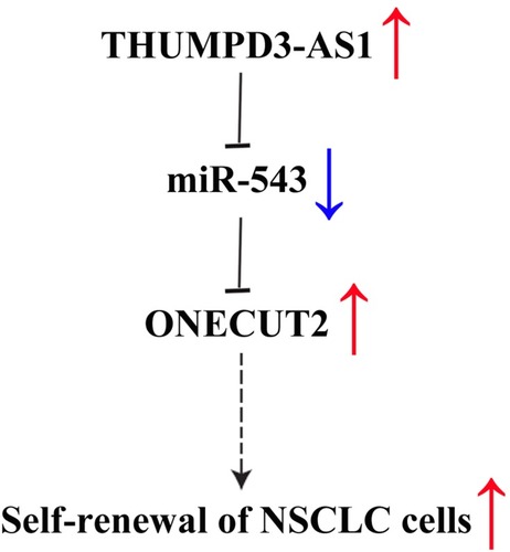 Figure 6 A summary diagram of THUMPD3-AS1, miR-543 and ONECUT2 function on self-renewal in NSCLC.